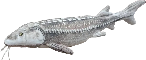 14 inch White Sturgeon