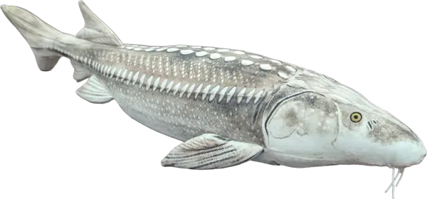 27 inch White Sturgeon