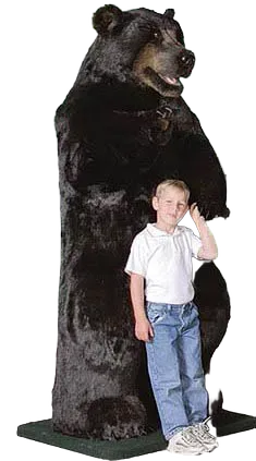 Display, 6 foot 6 inch Natural Black Bear