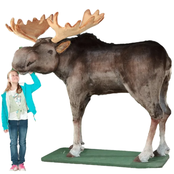 Display, Lifesize Bull Moose